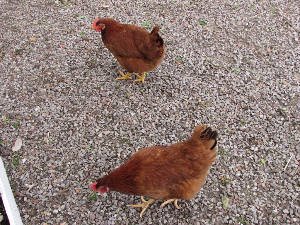 Poules composteuses